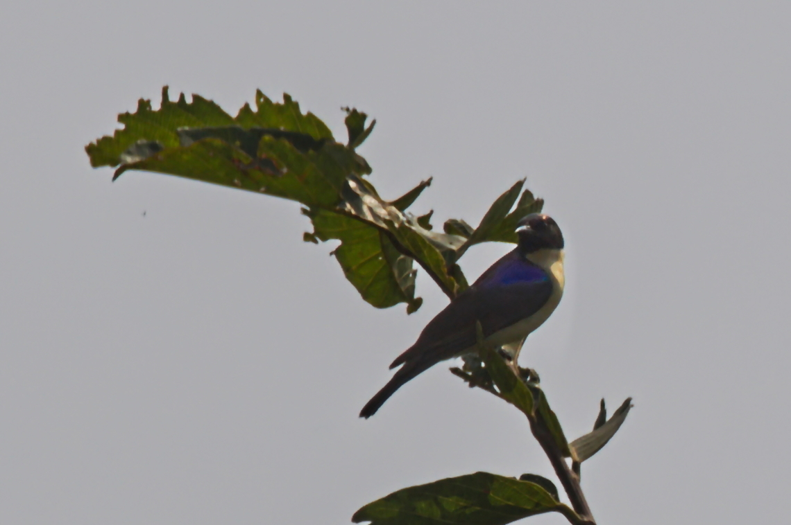 Western Violet-backed Sunbird  Angola,Anthreptes longuemarei,Geotagged,Western violet-backed sunbird,Winter