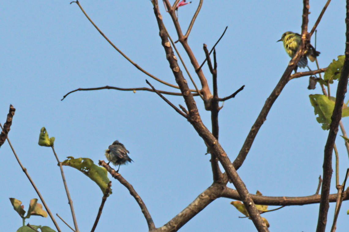 Little Green Sunbird two little ones  Angola,Anthreptes seimundi,Geotagged,Little green sunbird,Winter