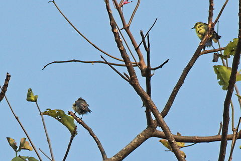 Little Green Sunbird two little ones Angola,Anthreptes seimundi,Geotagged,Little green sunbird,Winter