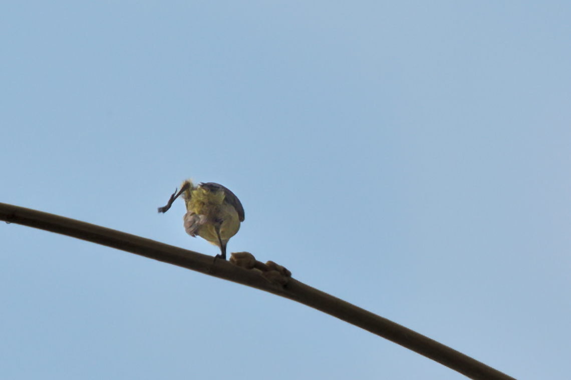 Bannerman-s Sunbird Bannerman's Sunbird. A completely uncooperative bird, fidgets and turns away, just doesn't want to. A pitty: Wikipedia would love to have a picture of it ...  Angola,Bannerman-s Sunbird,Cyanomitra bannermani,Geotagged,Winter