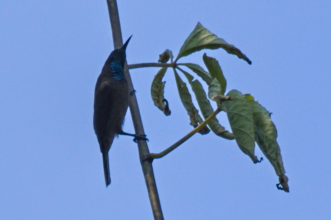 Blue-throated Brown Sunbird  Angola,Blue-throated brown sunbird,Cyanomitra cyanolaema,Fall,Geotagged