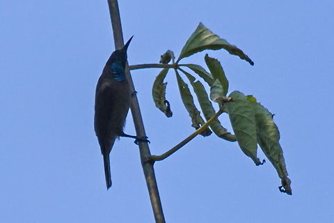 Blue-throated Brown Sunbird  Angola,Blue-throated brown sunbird,Cyanomitra cyanolaema,Fall,Geotagged