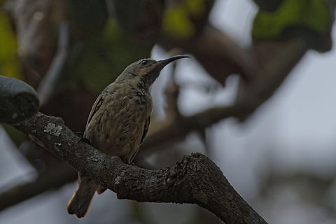 Amethyst Sunbird w female Amethyst Sunbird,Angola,Chalcomitra amethystina,Geotagged,Winter