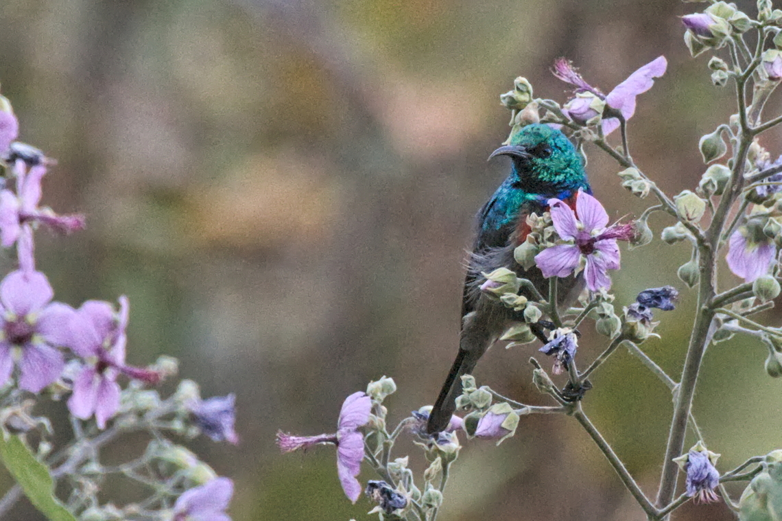 Ludwig-s Double-collared Sunbird male Ludwig&#039;s Double-collared Sunbird  Angola,Cinnyris ludovicensis,Geotagged,Ludwigs double-collared sunbird,Winter