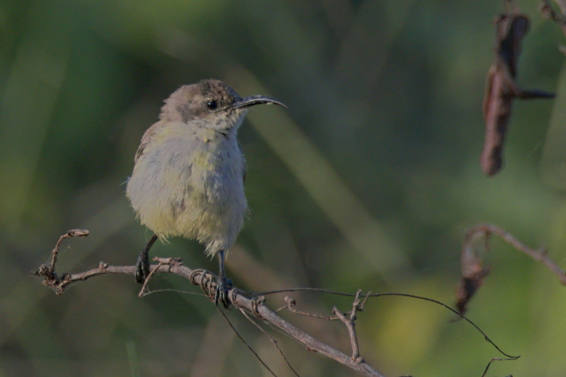 Purple-banded Sunbird female Angola,Cinnyris bifasciatus,Fall,Geotagged,Purple-banded sunbird