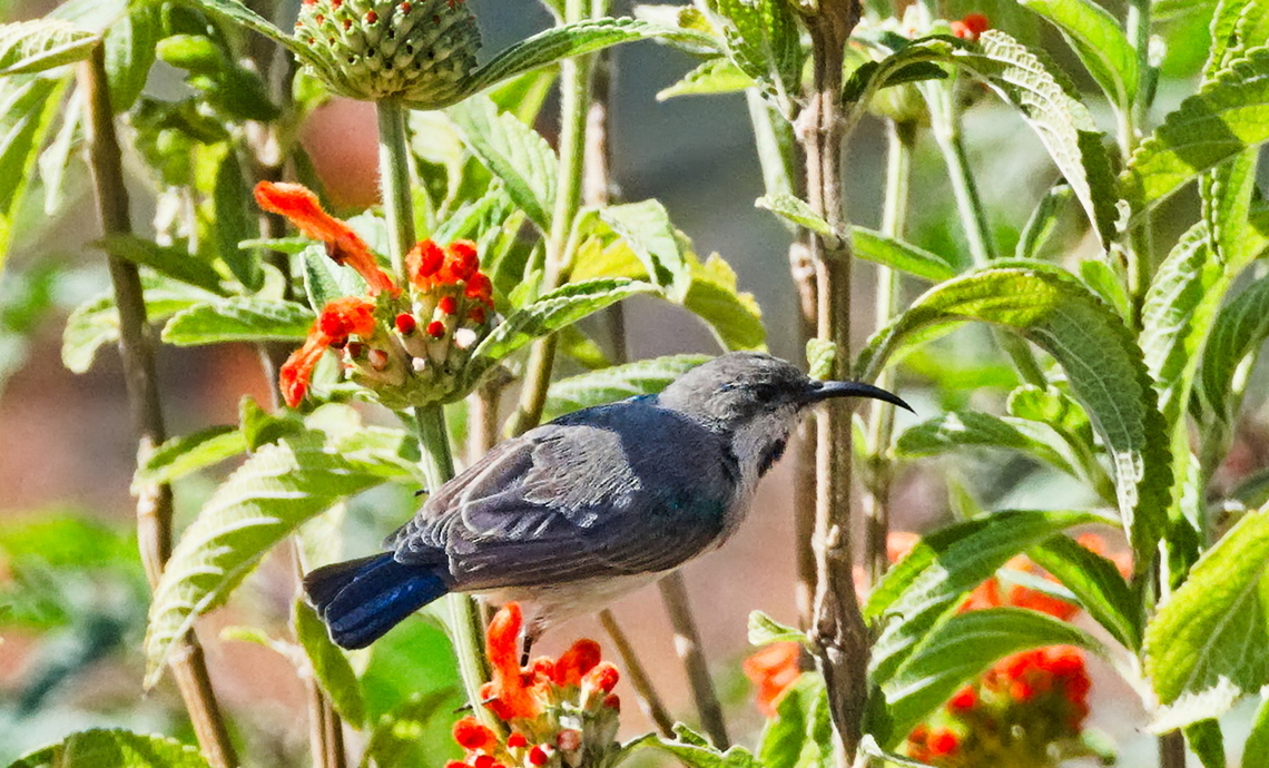 Oustalet-s Sunbird Oustalet's Sunbird, not the Cameleon ;)  Angola,Cinnyris oustaleti,Geotagged,Oustalet-s Sunbird,Winter