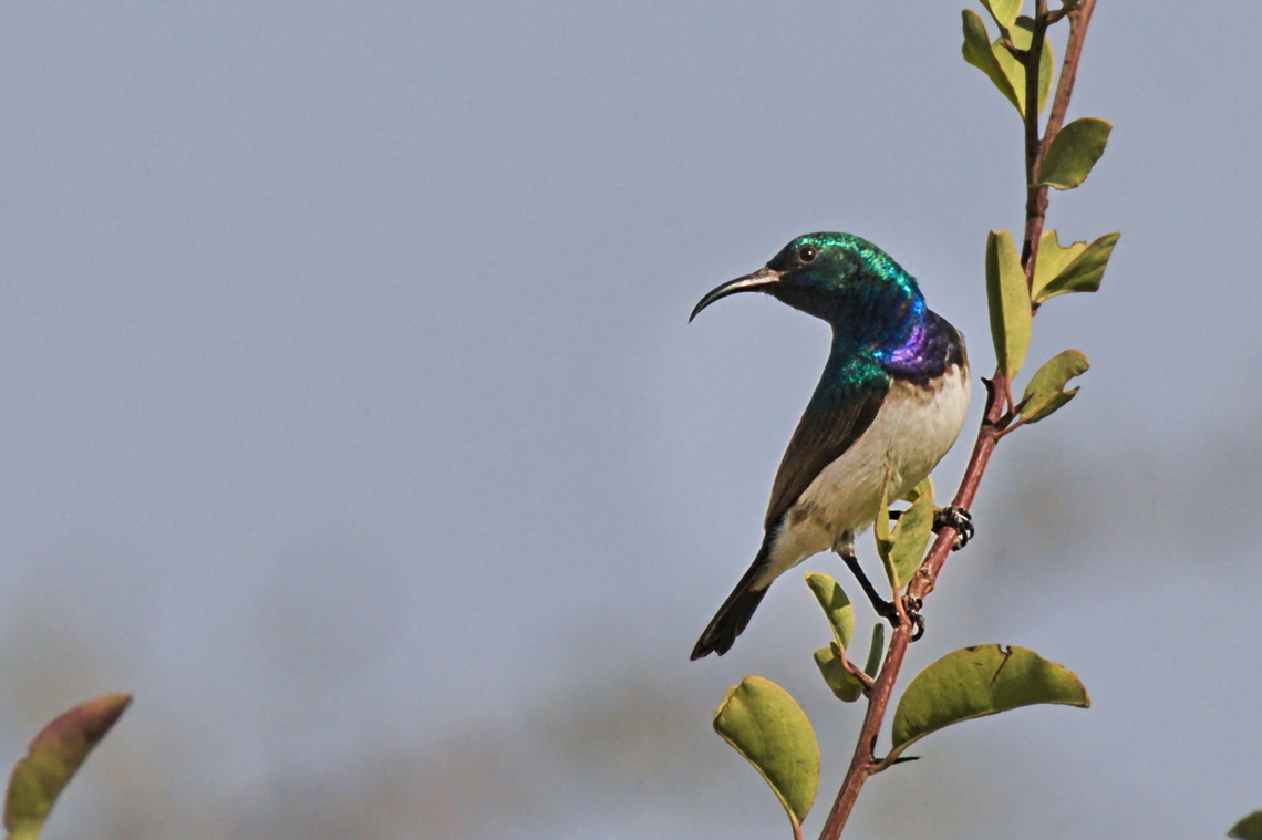 White-bellied Sunbird It's never too late to improve your image! Angola,Cinnyris talatala,Geotagged,White-bellied sunbird,Winter