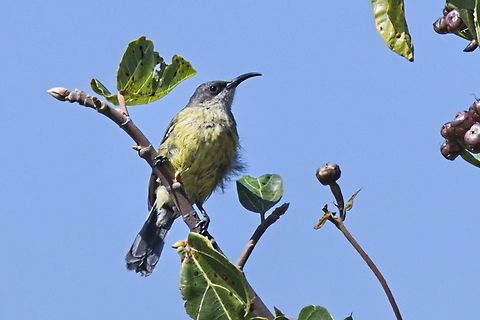 Variable Sunbird female Angola,Cinnyris venustus,Geotagged,Variable sunbird,Winter