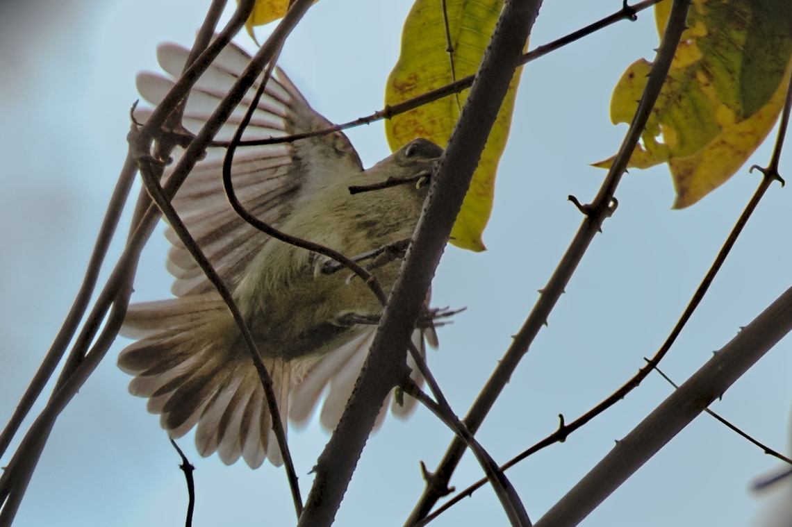 Bates-s Sunbird Bates's Sunbird  Angola,Bates-s Sunbird,Cinnyris batesi,Geotagged,Winter