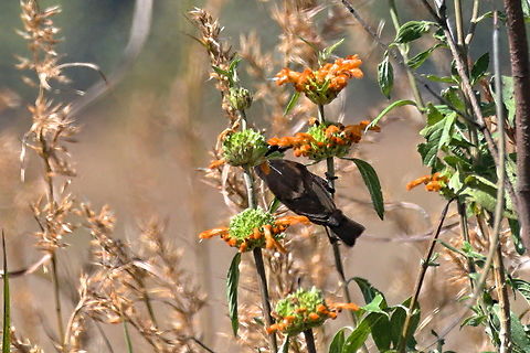 Copper Sunbird  Angola,Cinnyris cupreus,Copper sunbird,Geotagged,Winter