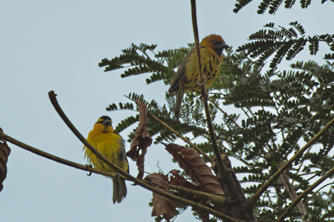 Black-necked Weaver couple, female left  Angola,Black-necked weaver,Fall,Geotagged,Ploceus nigricollis