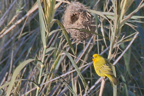 Holub-s Golden Weaver close to its nest  Angola,Geotagged,Holubs golden weaver,Ploceus xanthops,Winter