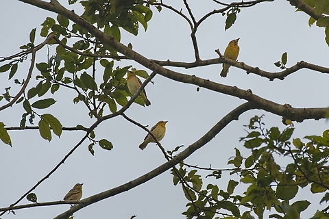 Vieillot-s Black Weaver Vieillot's, females Angola,Geotagged,Ploceus nigerrimus,Vieillots black weaver,Winter