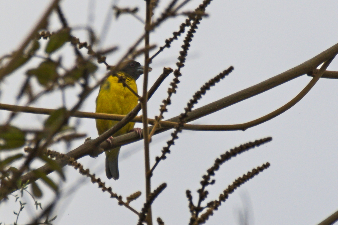 Dark-backed Weaver still working on my <a href="https://en.wikipedia.org/wiki/Continual_improvement_process" rel="nofollow">https://en.wikipedia.org/wiki/Continual_improvement_process</a> Angola,Dark-backed weaver,Geotagged,Ploceus bicolor,Winter