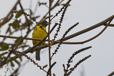 Dark-backed Weaver still working on my https://en.wikipedia.org/wiki/Continual_improvement_process Angola,Dark-backed weaver,Geotagged,Ploceus bicolor,Winter