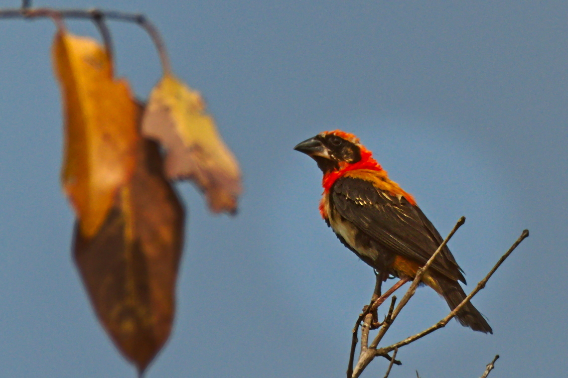 Black-winged Bishop  Angola,Black-winged red bishop,Euplectes hordeaceus,Geotagged,Winter