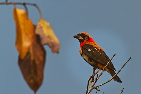 Black-winged red bishop