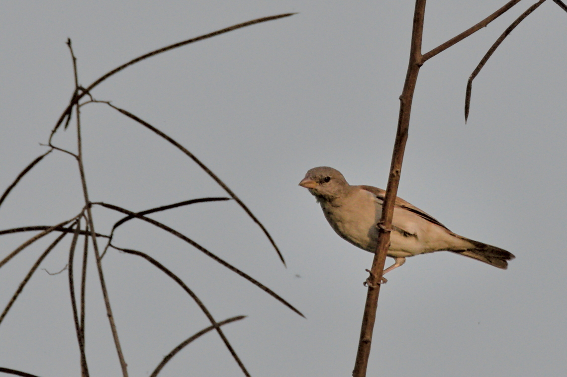 Bronze Mannikin  Angola,Bronze mannikin,Fall,Geotagged,Lonchura cucullata,Spermestes cucullata