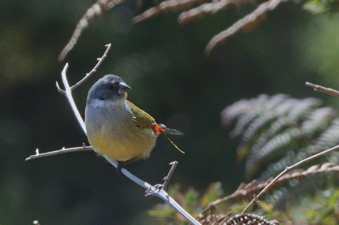 Angolan Waxbill another of the Angolan Endemics Angola,Angolan waxbill,Coccopygia bocagei,Geotagged,Winter