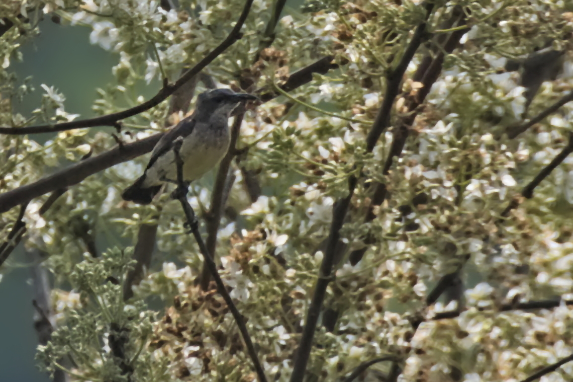 White-breasted Nigrita  Angola,Geotagged,Nigrita fusconotus,White-breasted nigrita,Winter