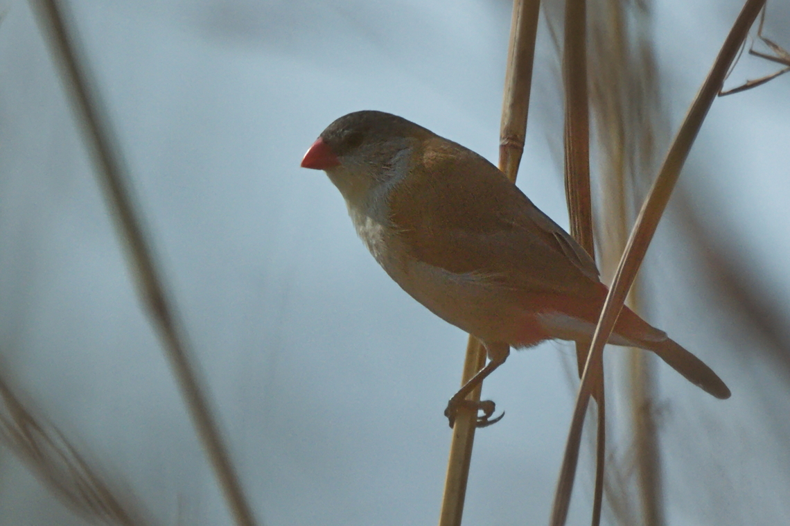 Fawn-breasted Waxbill  Angola,Estrilda paludicola,Fawn-breasted waxbill,Geotagged,Winter