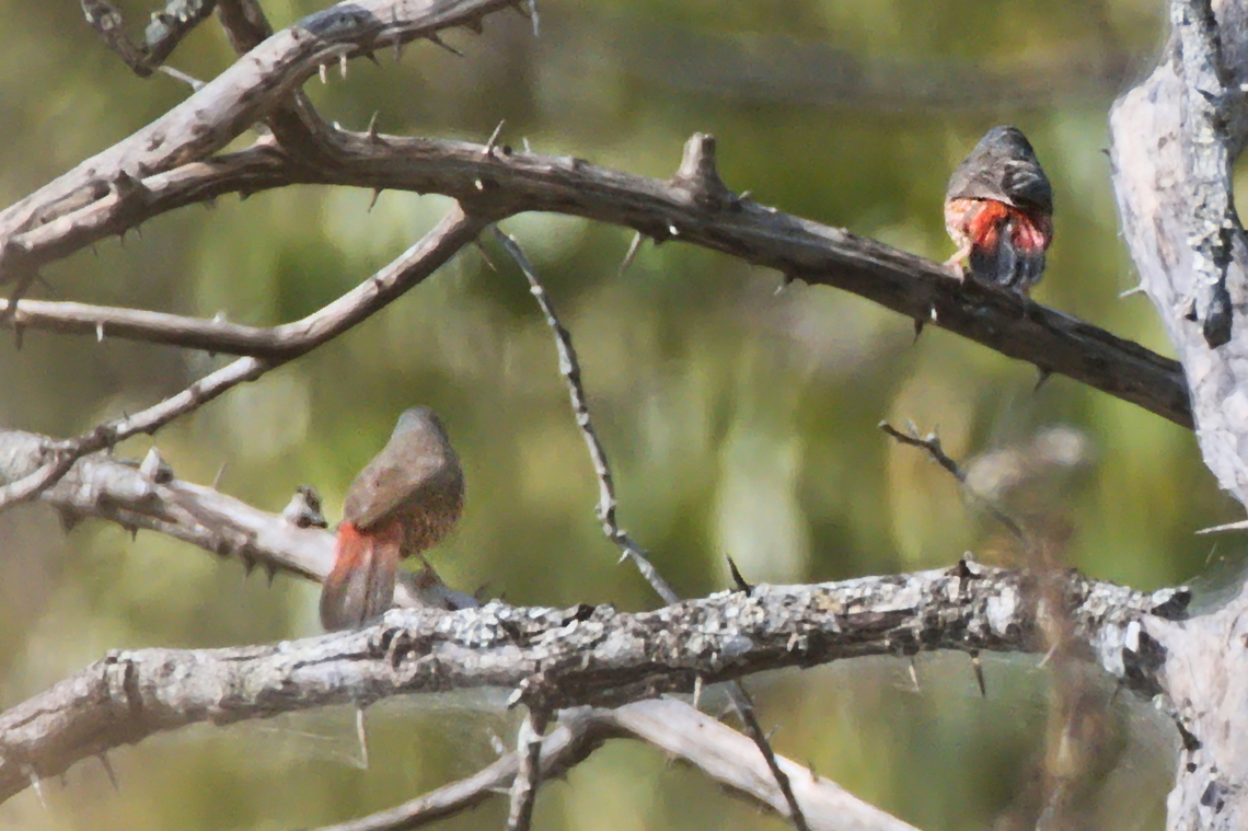 Brown Twinspot another difficult species  Angola,Brown twinspot,Clytospiza monteiri,Geotagged,Winter