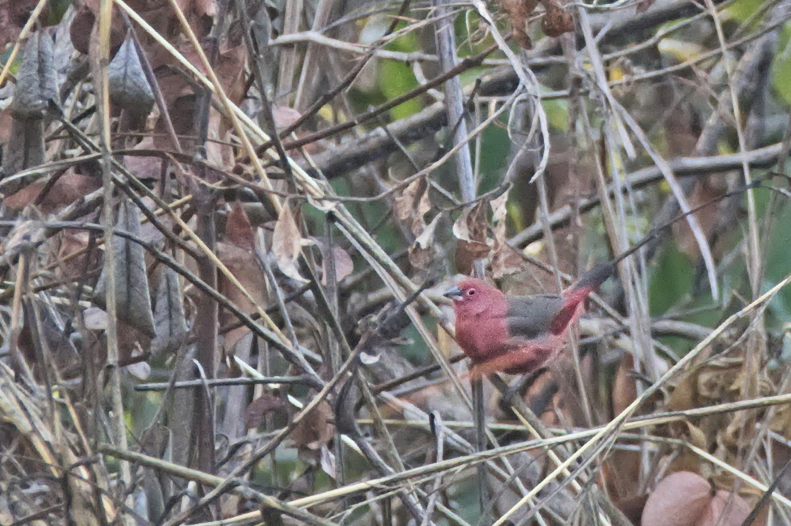 Landana Firefinch alias Pale-billed Firefinch  Angola,Geotagged,Lagonosticta landanae,Landana firefinch,Winter