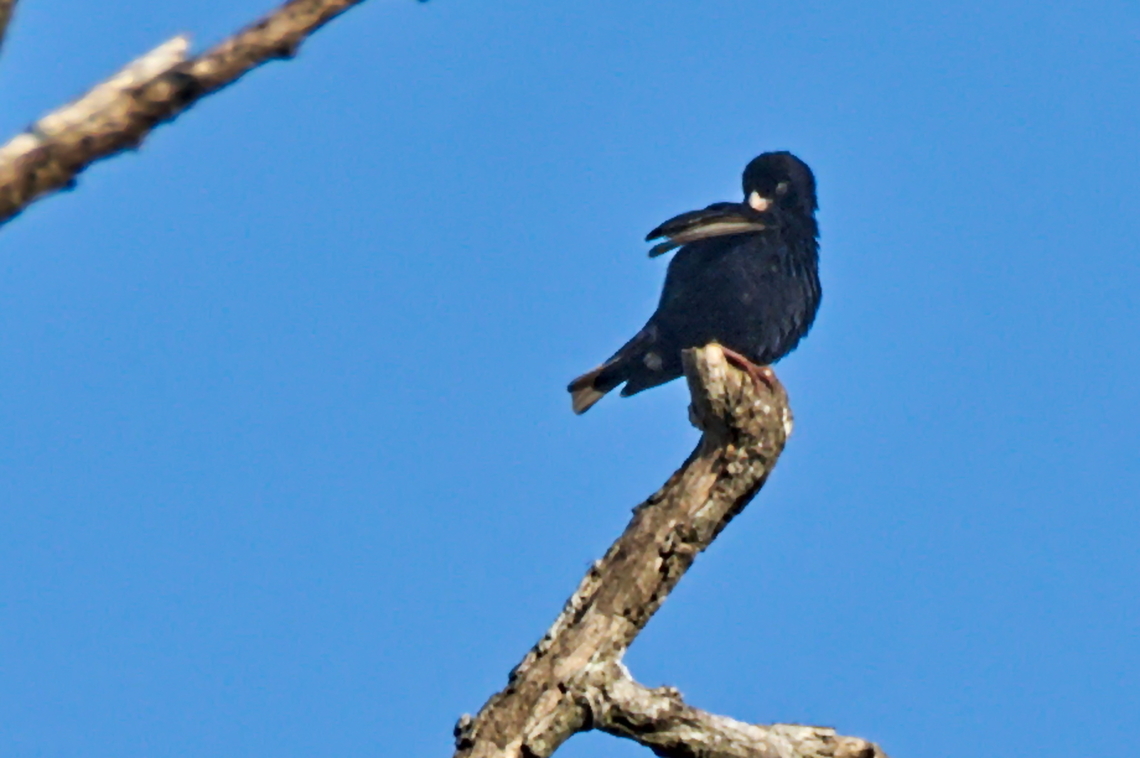 Dusky Indigobird showing its wing  Angola,Dusky indigobird,Geotagged,Vidua funerea,Winter