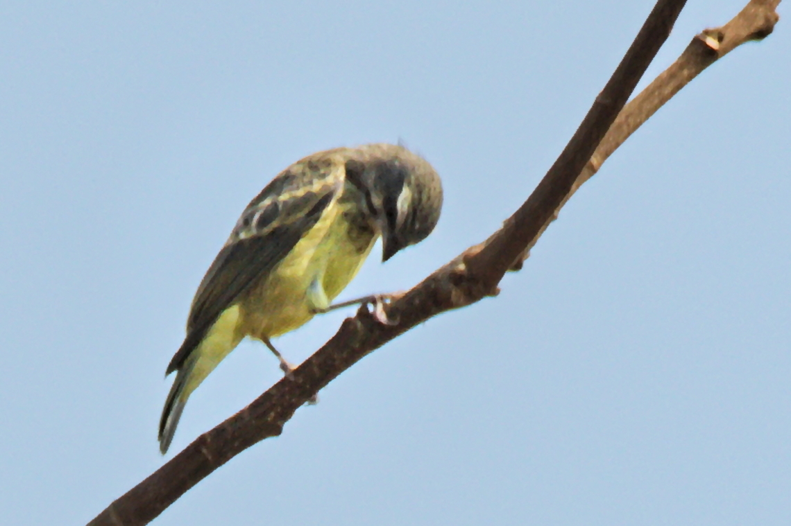 Yellow-fronted Canary  Angola,Crithagra mozambica,Fall,Geotagged,Serinus mozambicus,Yellow-fronted Canary