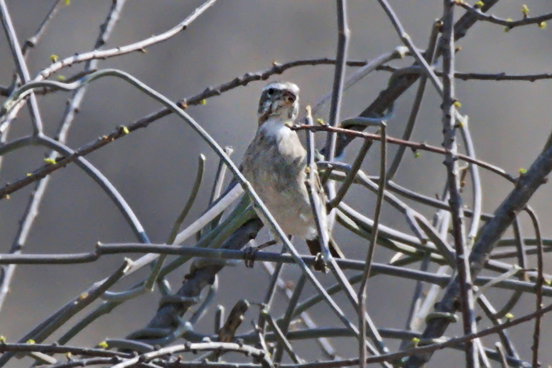 White-throated Canary  Angola,Crithagra albogularis,Geotagged,White-throated canary,Winter