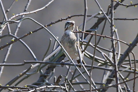 White-throated Canary  Angola,Crithagra albogularis,Geotagged,White-throated canary,Winter