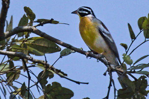 Golden-breasted Bunting  Angola,Emberiza flaviventris,Geotagged,Golden-breasted bunting,Winter