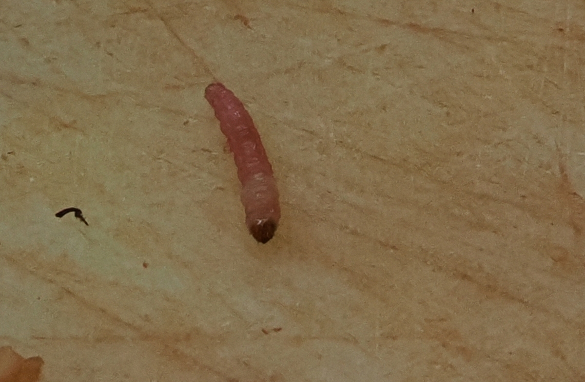 Larva caterpillar Cydia_Pomonella extracted from quince Codling moth,Cydia pomonella,Fall,Geotagged,Germany