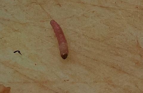 Larva caterpillar Cydia_Pomonella extracted from quince Codling moth,Cydia pomonella,Fall,Geotagged,Germany