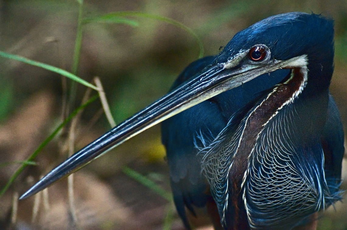 Agami Heron close-up out of a boat in Laguna de Lagarto Ecolodge Agami Heron,Agamia agami,Costa Rica,Geotagged,Winter