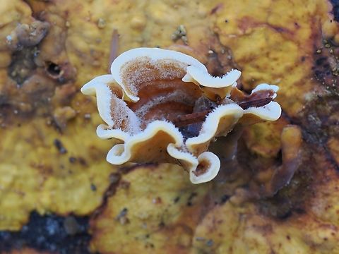 Stereum hirsutum at Hohenheim Geotagged,Germany,Hairy Curtain Crust,Stereum hirsutum,Winter