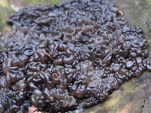 Exidia glandulosa sitting on a dead trunk Black Witch's Butter,Exidia glandulosa,Geotagged,Germany,Winter