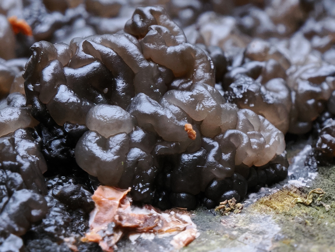 Exidia glandulosa a bit more details ... Black Witch's Butter,Exidia glandulosa,Geotagged,Germany,Winter