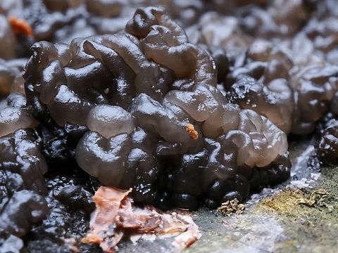 Exidia glandulosa a bit more details ... Black Witch's Butter,Exidia glandulosa,Geotagged,Germany,Winter