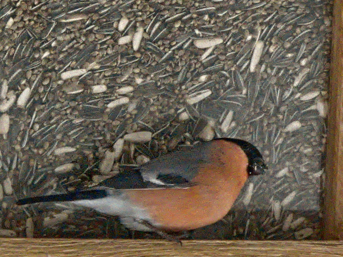 Pyrrhula-pyrrhula at a feedingstation along the winter hiking path to Spinas, Engiadina Bullfinch,Geotagged,Pyrrhula pyrrhula,Switzerland,Winter