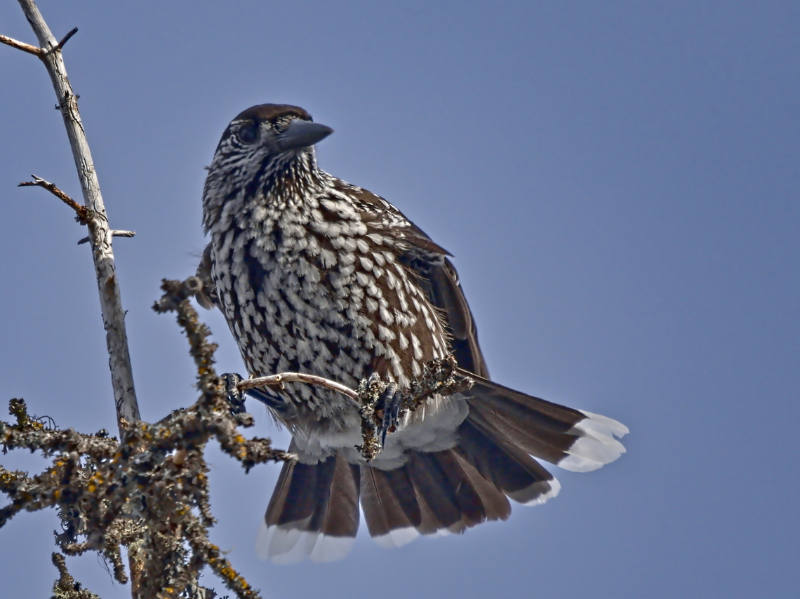 Nucifraga-caryocatactes Spotted Nutcracker flying in along Albula pass, documented with OM-1 406 mm, f5.6, 1/1000, developed with RawTherapee 5.9 Geotagged,Nucifraga caryocatactes,Spotted Nutcracker,Switzerland,Winter