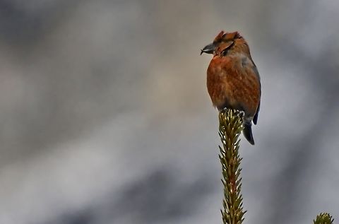 Red Crossbill presenting at Albula Pass Geotagged,Loxia curvirostra,Red Crossbill,Switzerland,Winter