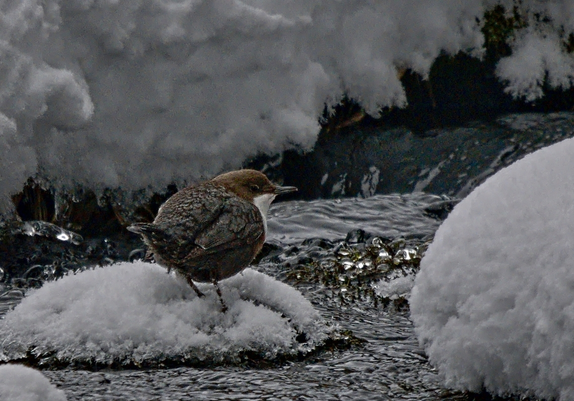 Cinclus-cinclus White-throated dipper at Preda Cinclus cinclus,Geotagged,Switzerland,White-throated dipper,Winter