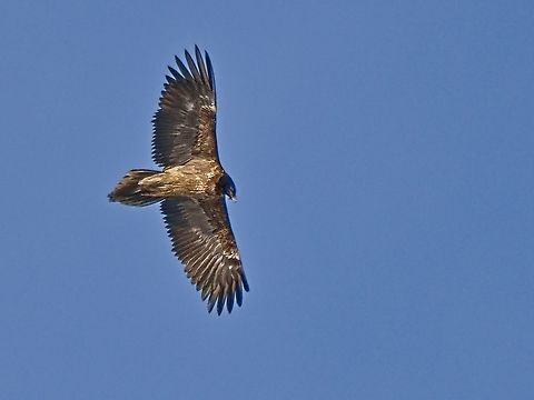 Bearded Vulture juvenile at Preda within the Ela National Park Bearded Vulture,Geotagged,Gypaetus barbatus,Switzerland,Winter