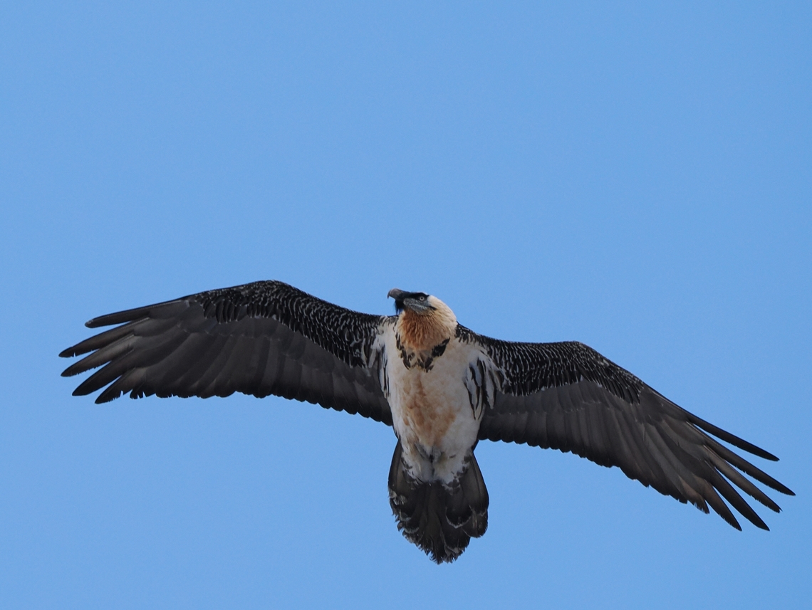 Bearded Vulture in Kazbegi Stepantsminda Bearded Vulture,Georgia,Geotagged,Gypaetus barbatus,Winter