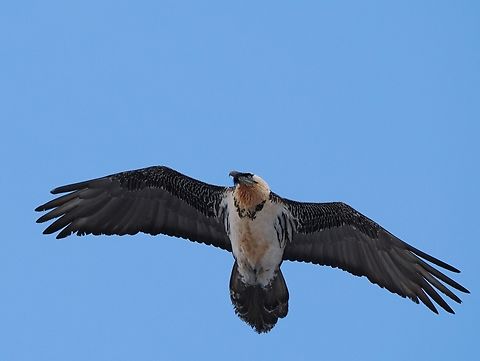 Bearded Vulture in Kazbegi Stepantsminda Bearded Vulture,Georgia,Geotagged,Gypaetus barbatus,Winter