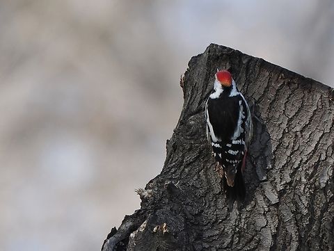 Middle Spotted Woodpecker Caucasian Ssp, Dendrocoptes medius caucasicus at Woodpecker Forest, Ponichala Reserve near Tbilisi Dendrocopos medius,Dendrocoptes medius caucasicus,Georgia,Geotagged,Middle Spotted Woodpecker,Winter