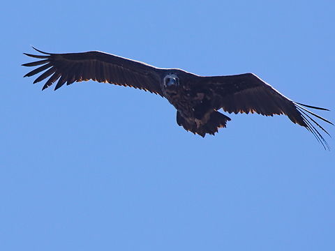 Cinereous Vulture, Georgia  Aegypius monachus,Cinereous Vulture,Georgia,Geotagged,Winter