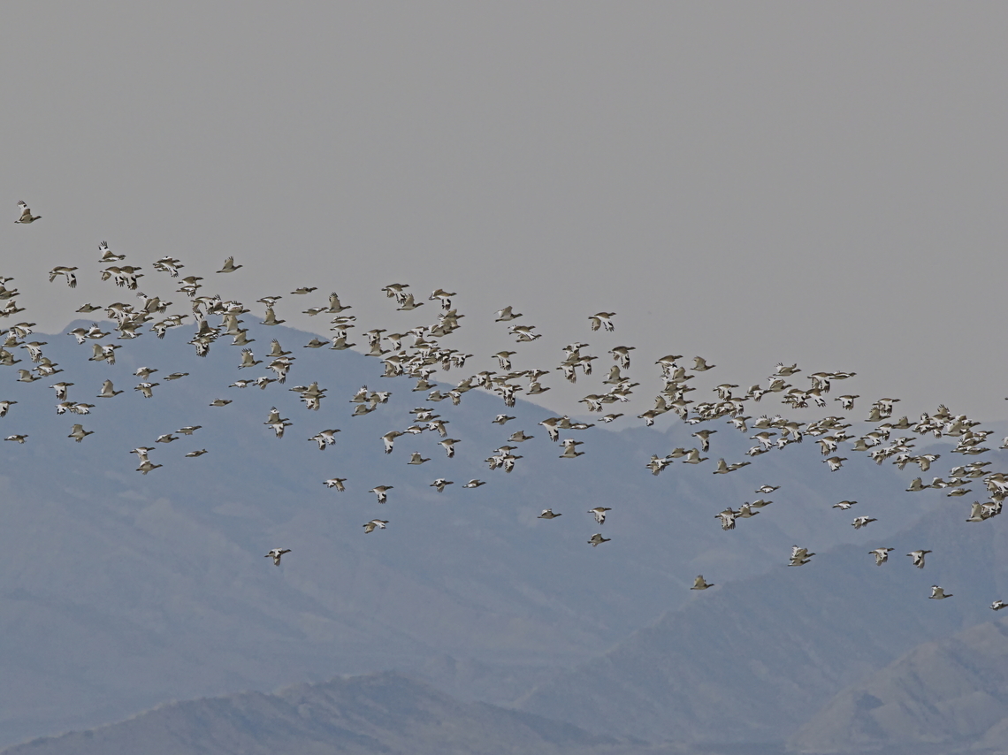Little Bustards swarm flying in Vashlovani Nagtional Park Georgia,Geotagged,Little bustard,Tetrax tetrax,Winter