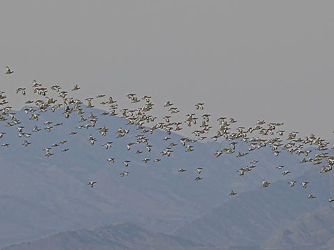 Little Bustards swarm flying in Vashlovani Nagtional Park Georgia,Geotagged,Little bustard,Tetrax tetrax,Winter